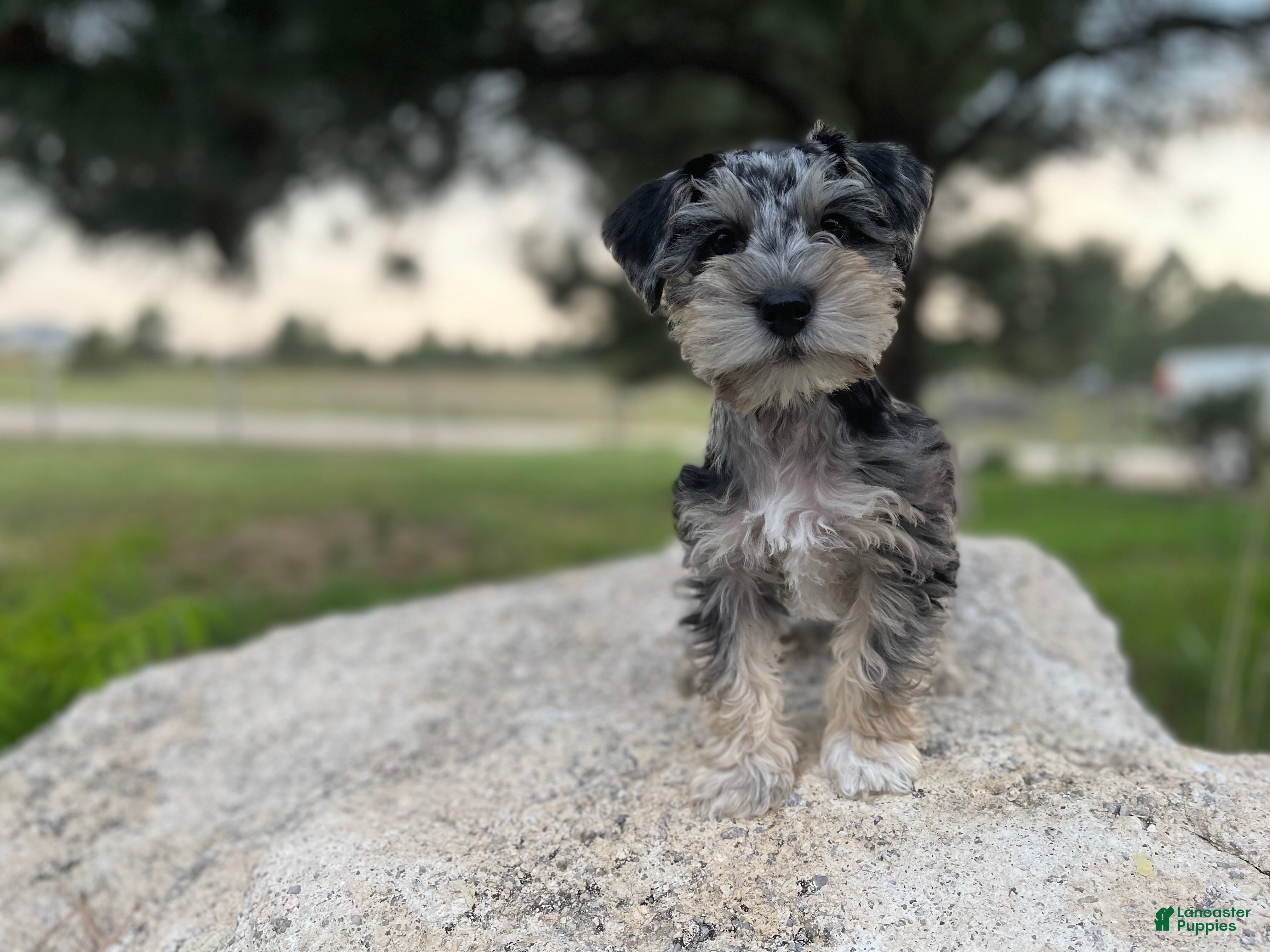 Miniature Schnauzer dogs Sadie - Ad 2