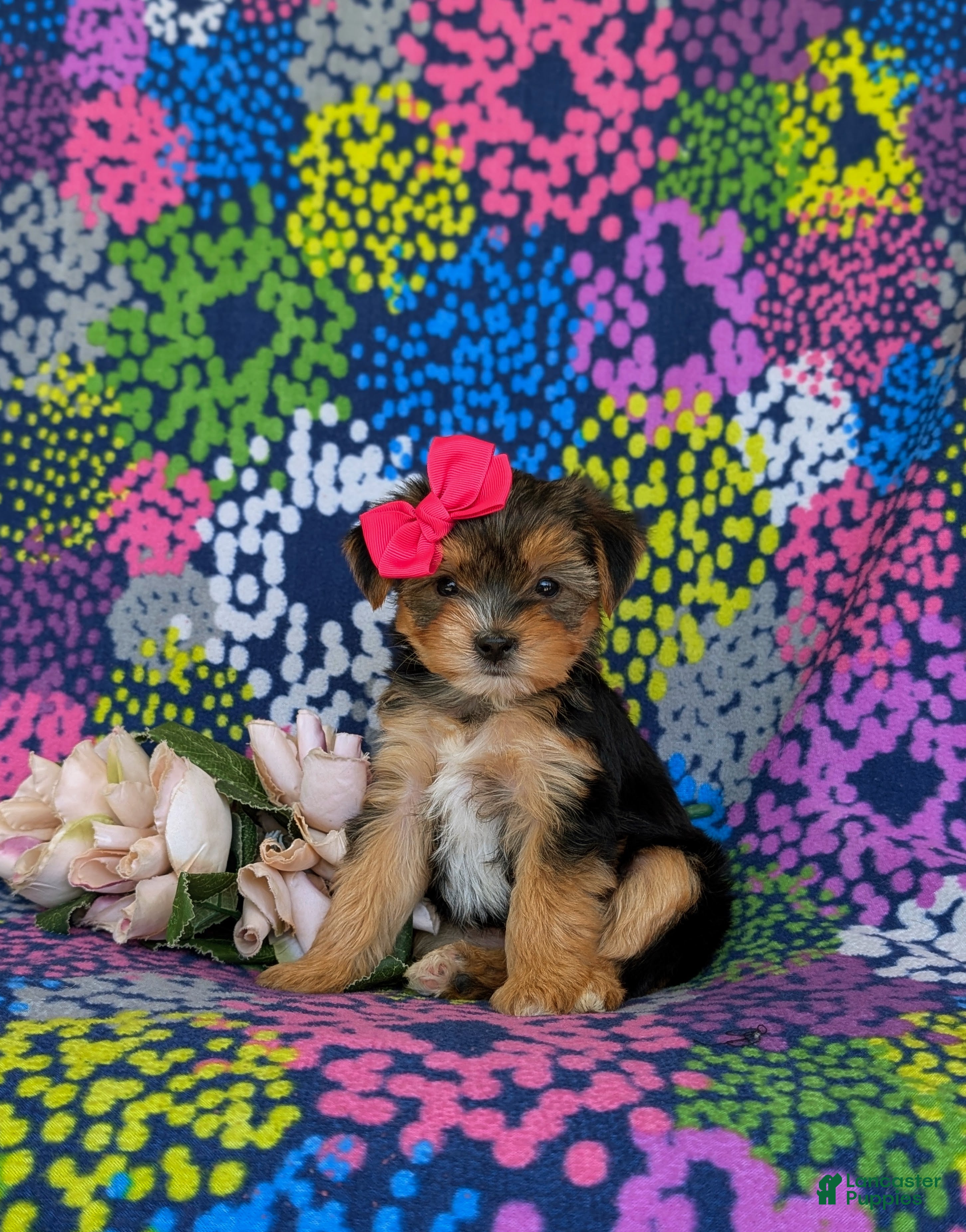 Shorkie dogs Midge Hypoallergenic - Ad 2