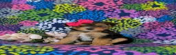 Shorkie dogs for sale: Midge Hypoallergenic - Ad 2