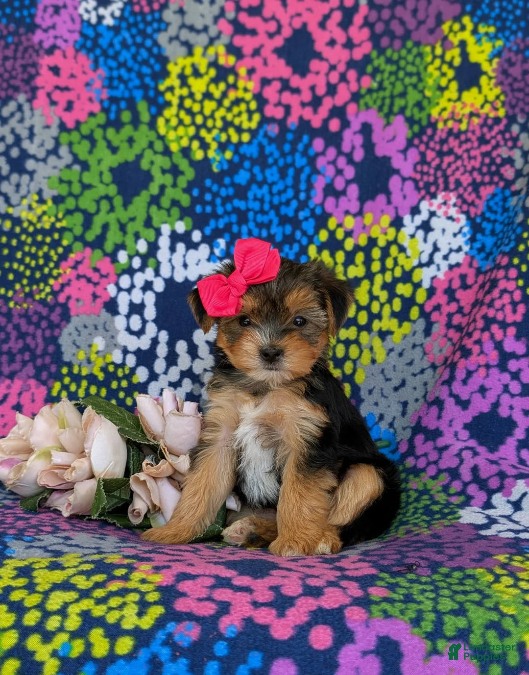 Shorkie dogs for sale: Midge Hypoallergenic - Ad 2