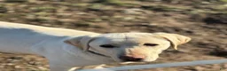 Labrador Retriever dogs for sale: Pansy - Ad 3