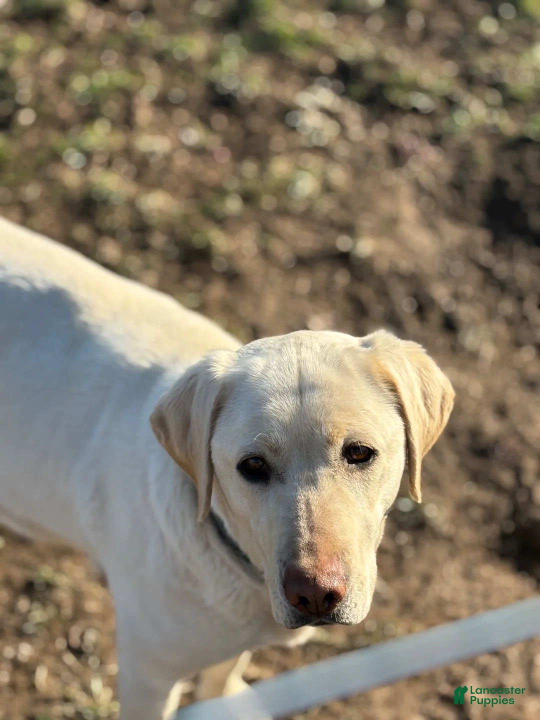 Labrador Retriever dogs for sale: Pansy - Ad 3