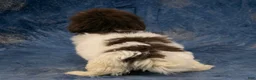Havanese dogs for sale: Layla - Ad 5