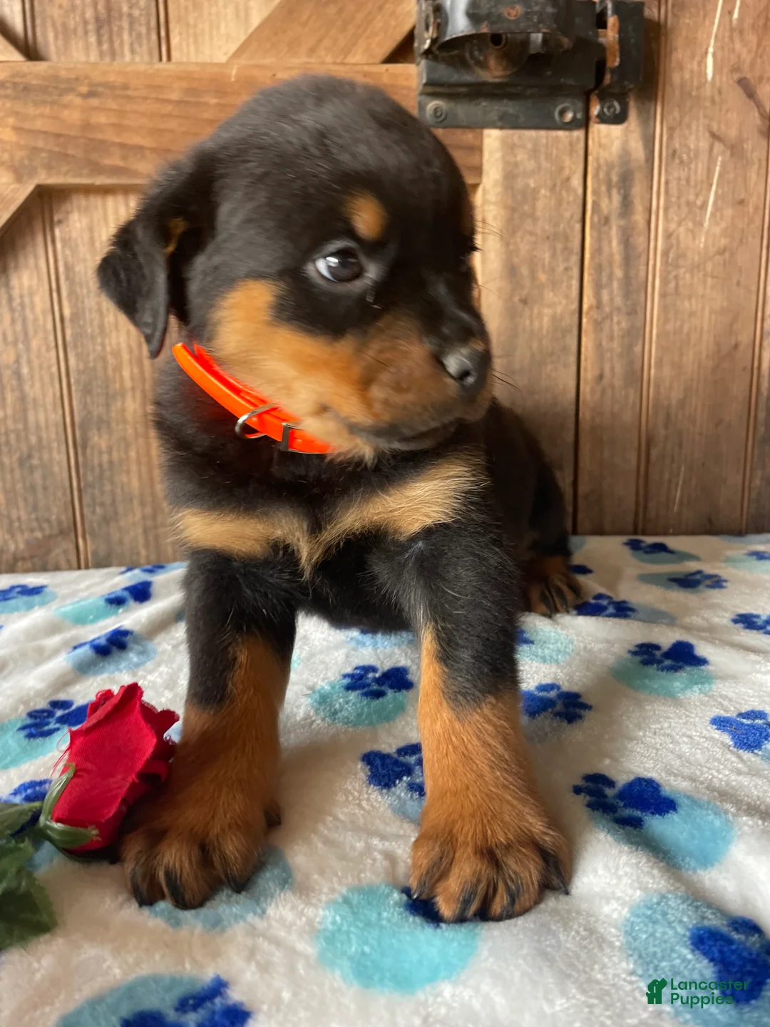 Rottweiler dogs for sale: Xena - Ad 2