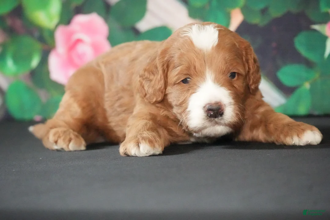 Cavapoo dogs for sale: Kory - Ad 1