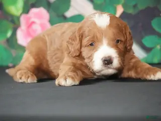 Cavapoo dogs Kory - Ad 6