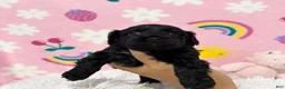 Cavapoo dogs for sale: Charlie - Ad 2