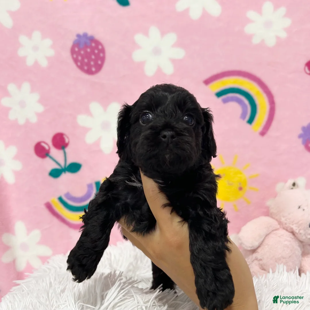 Cavapoo dogs for sale: Charlie - Ad 2