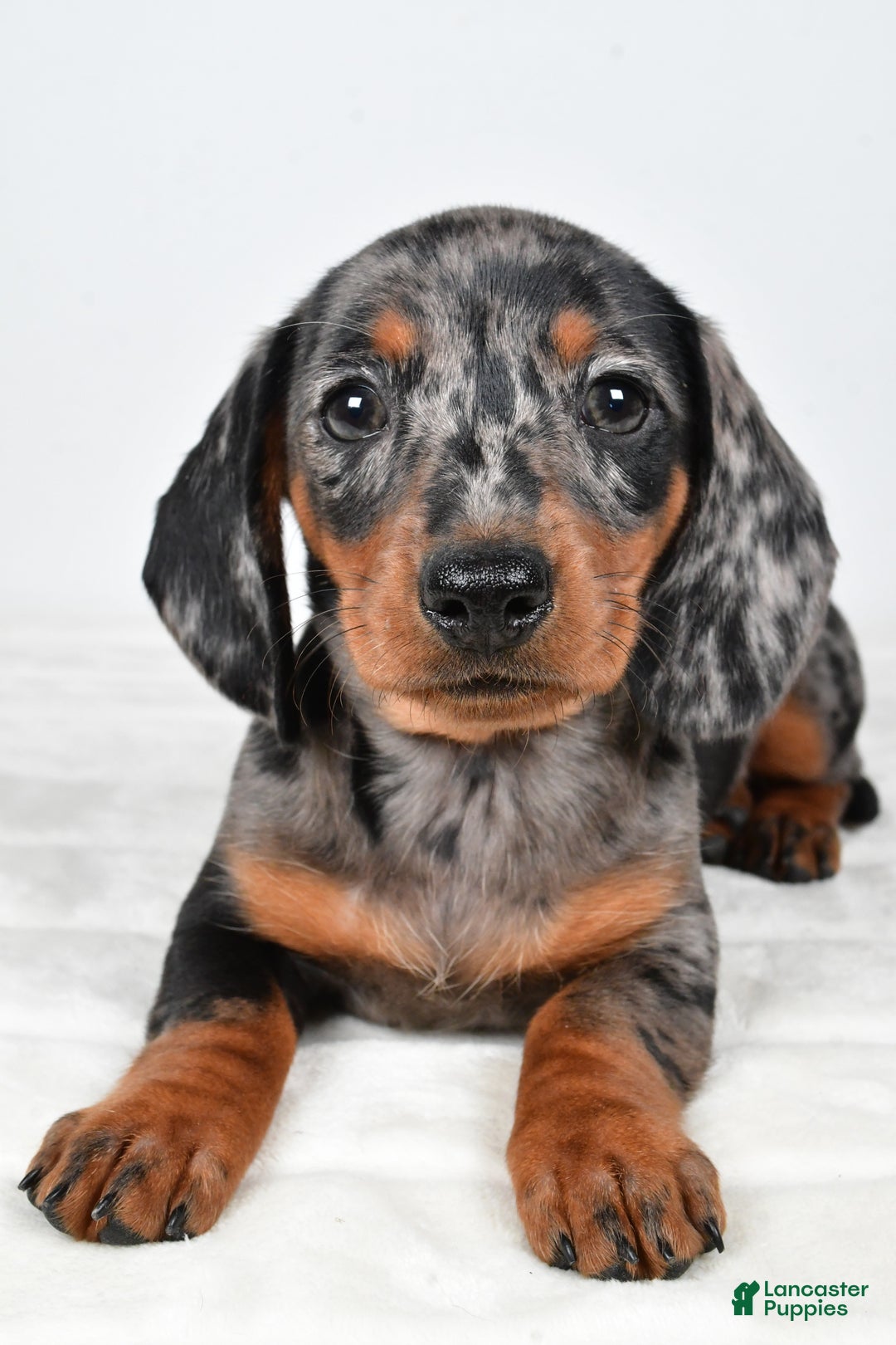 Miniature Dachshund dogs for sale: Polly - Ad 3