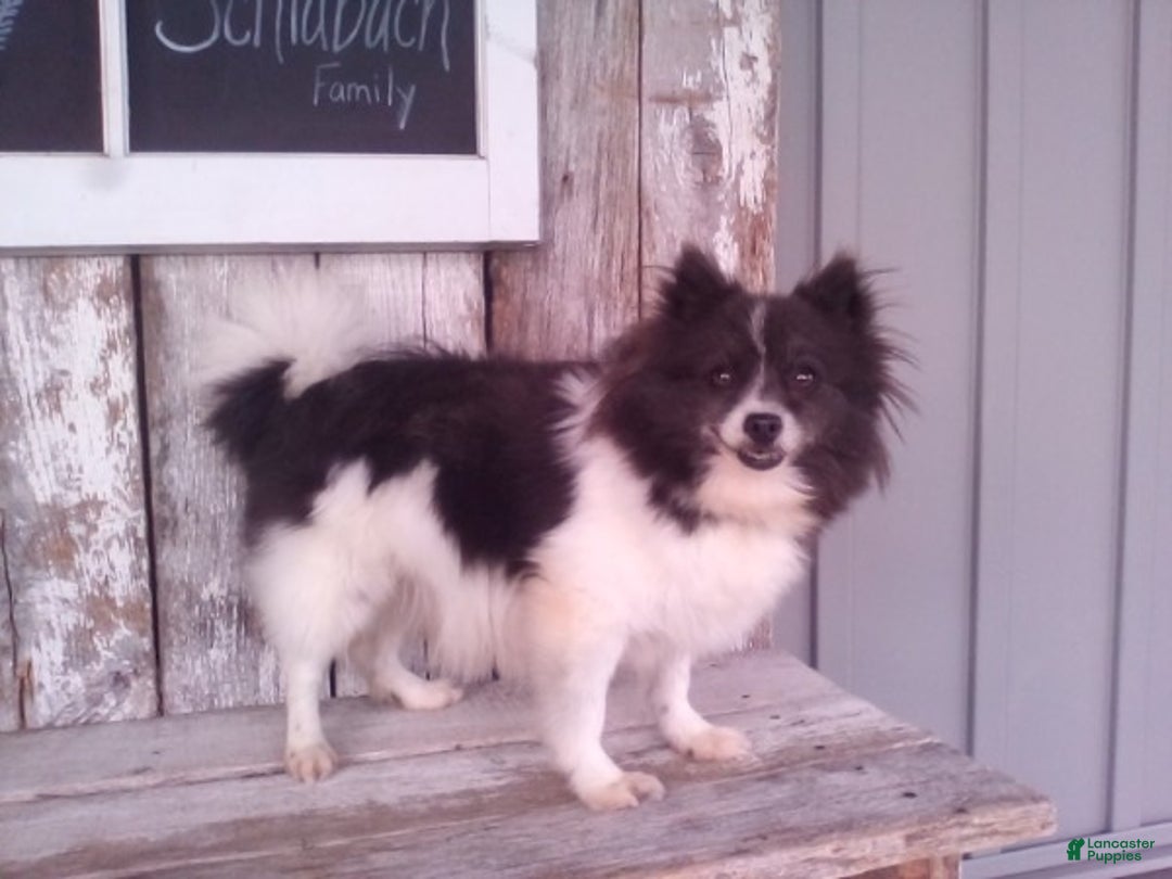 Pomapoo dogs for sale: Belle - Ad 6