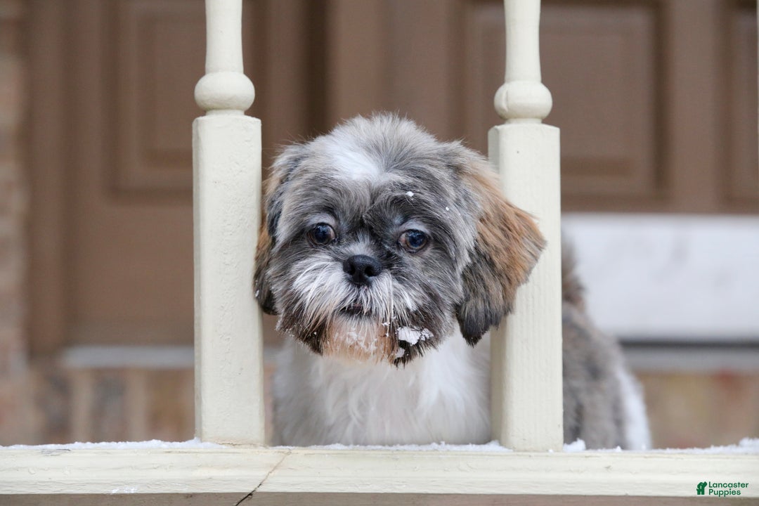 Shih Tzu dogs for sale: Snickers (Neutered) - Ad 12