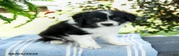 Aussiedoodle dogs for sale: Marcie - Ad 2