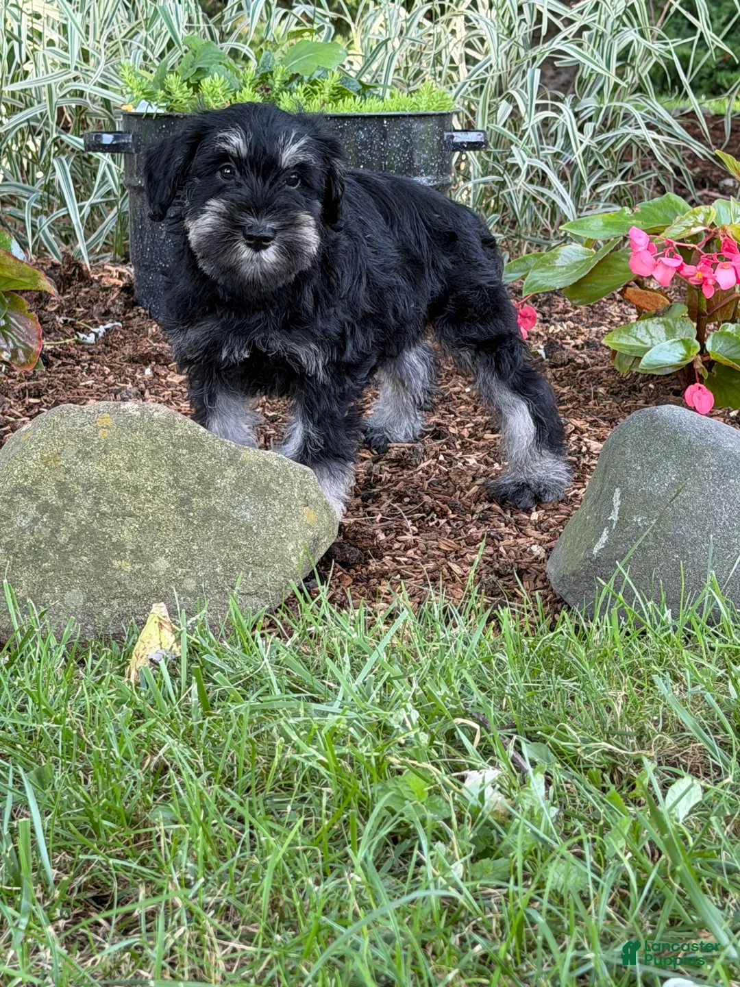 Miniature Schnauzer dogs for sale: Kayla Miniature Schnauzer  - Ad 28