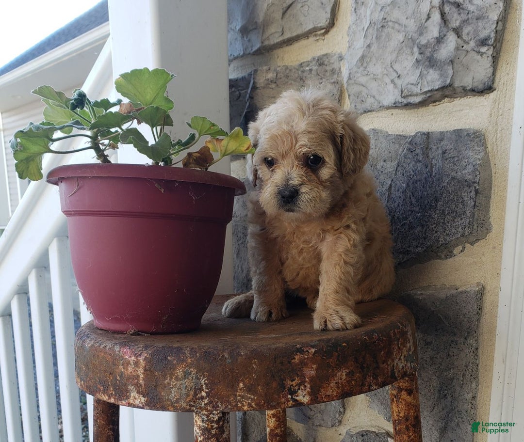 Mixed Breed dogs for sale: Topsy - Ad 6