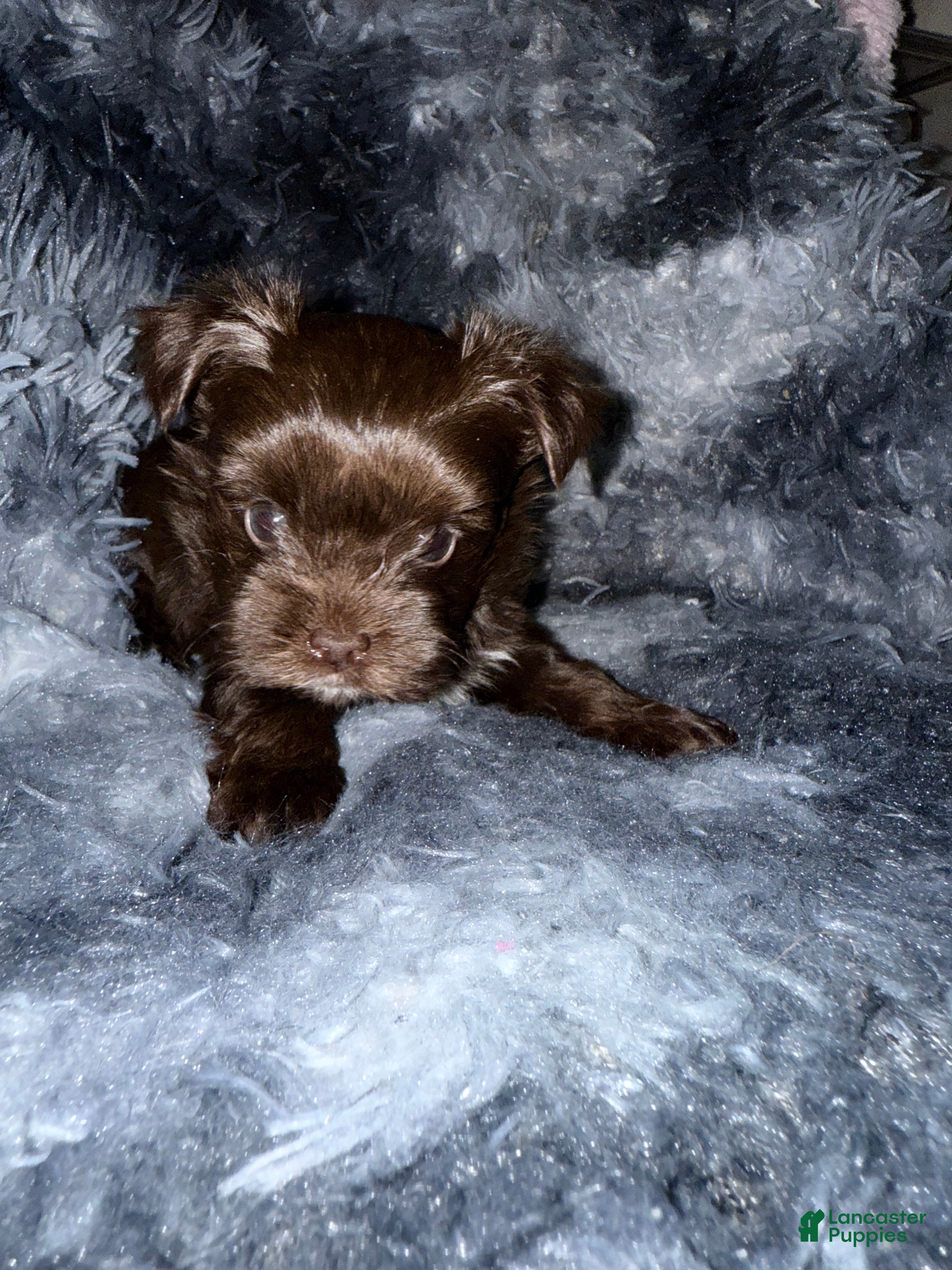 Yorkshire Terrier dogs Chico - Ad 2