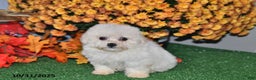 Teddy Bear dogs for sale: Nolene - Ad 2