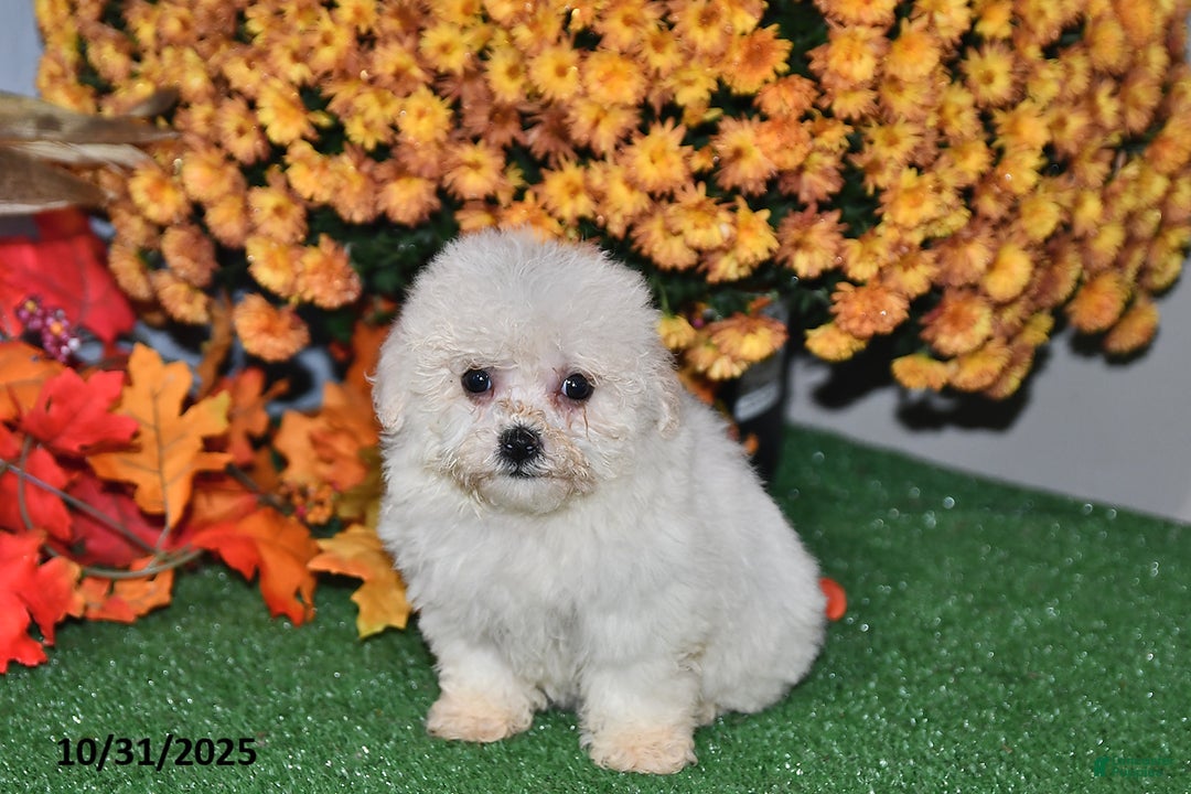 Teddy Bear dogs for sale: Nolene - Ad 2