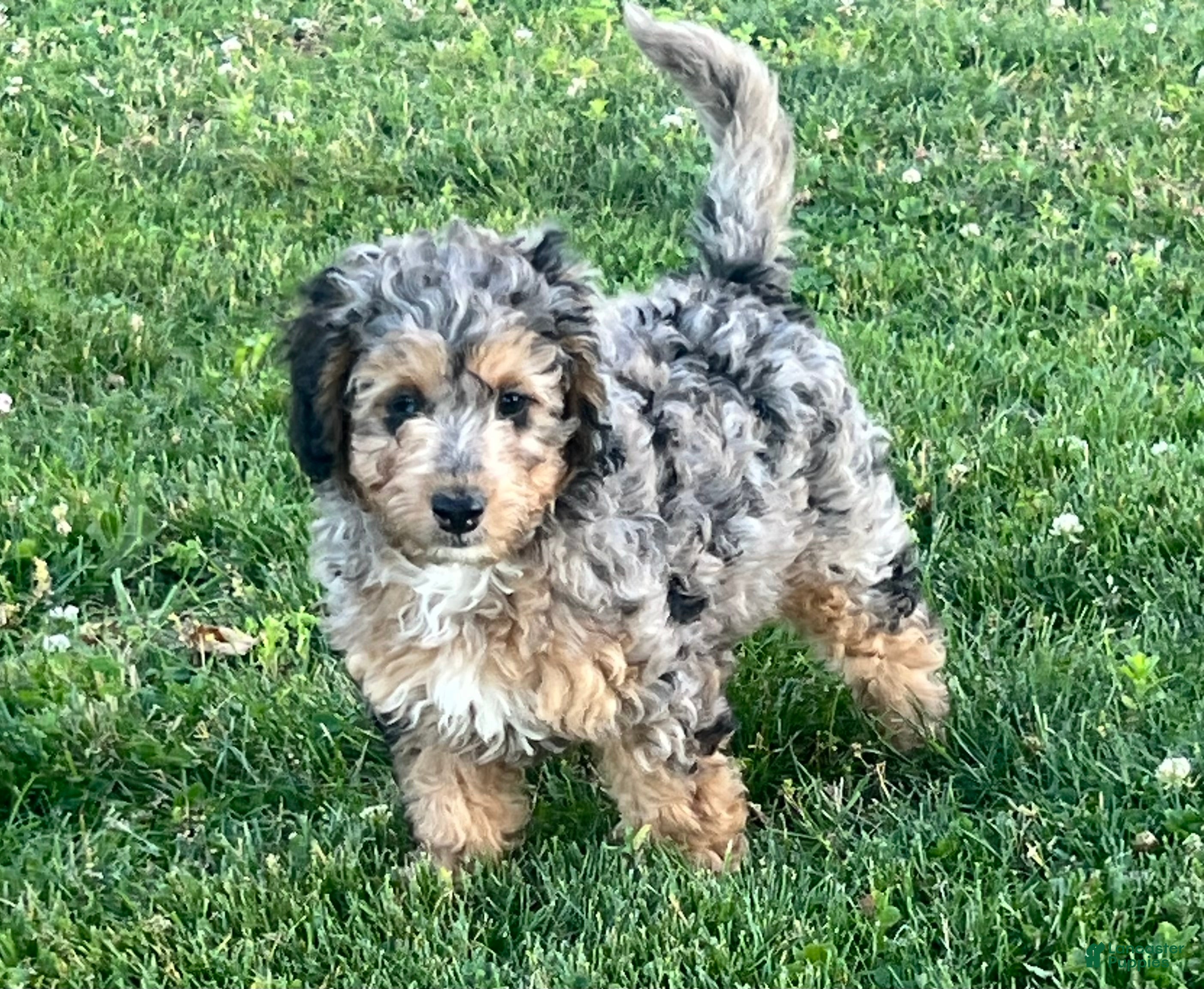 Mini Goldendoodle dogs Maple Mini Goldendoodle Puppy  - Ad 2