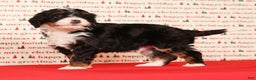 Mini Bernedoodle dogs for sale: Blazer - Ad 8