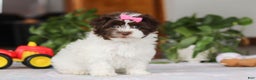 Havanese dogs for sale: Violet - Ad 5