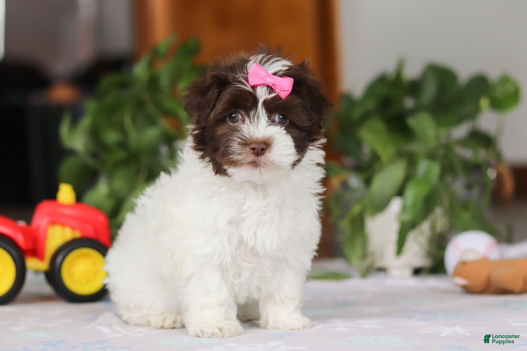 Havanese dogs for sale: Violet - Ad 5