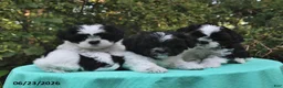 Shih Tzu dogs for sale: Ariel - Ad 3