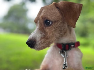 Jackapoo dogs - Ad 18