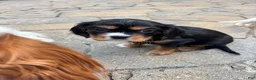 Cavalier King Charles Spaniel dogs for sale: Cavalier King Charles Spaniel Puppy 2 - Ad 4