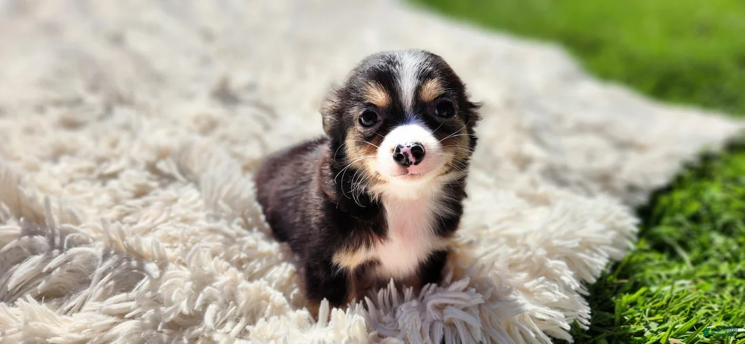 Chihuahua dogs for sale: Tony - Ad 1