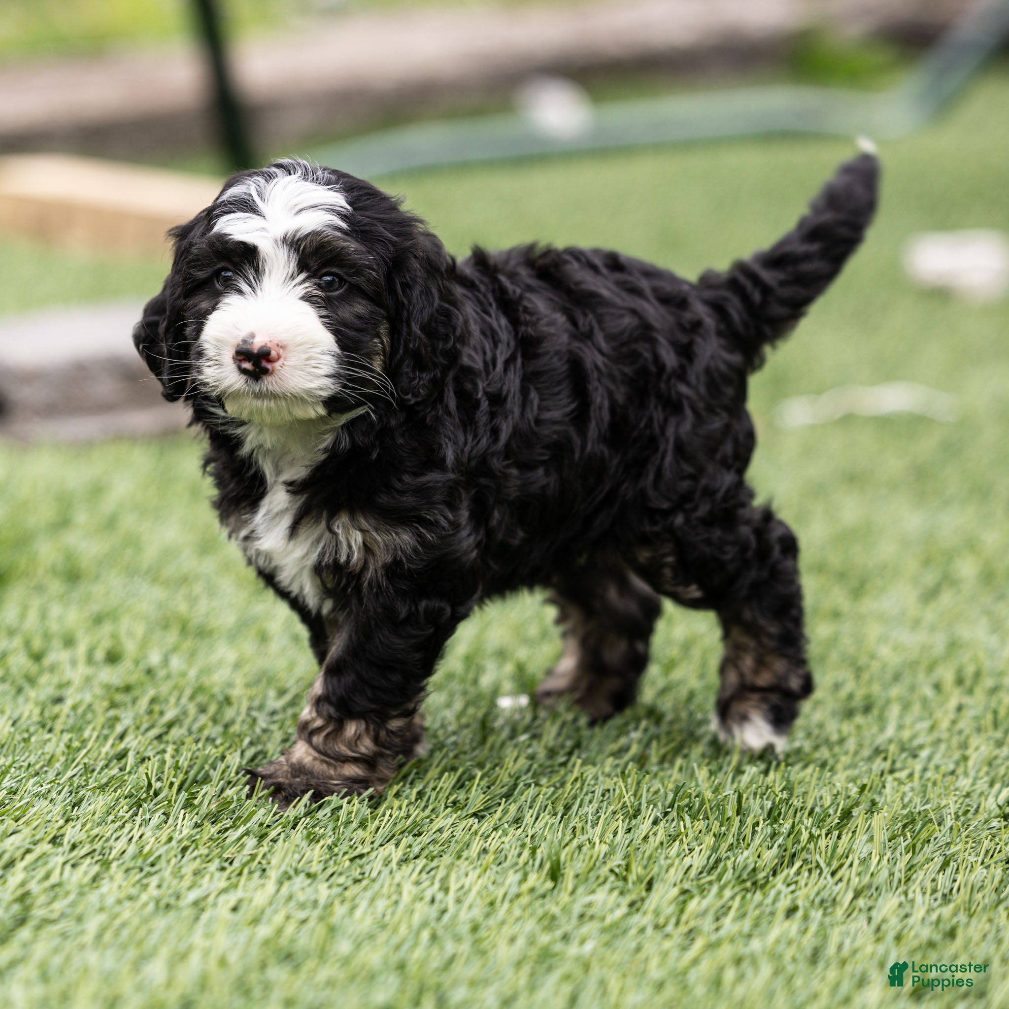 Bernedoodle dogs Banks Bernedoodle Puppy  - Ad 2