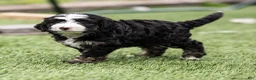 Bernedoodle dogs for sale: Banks Bernedoodle Puppy  - Ad 5