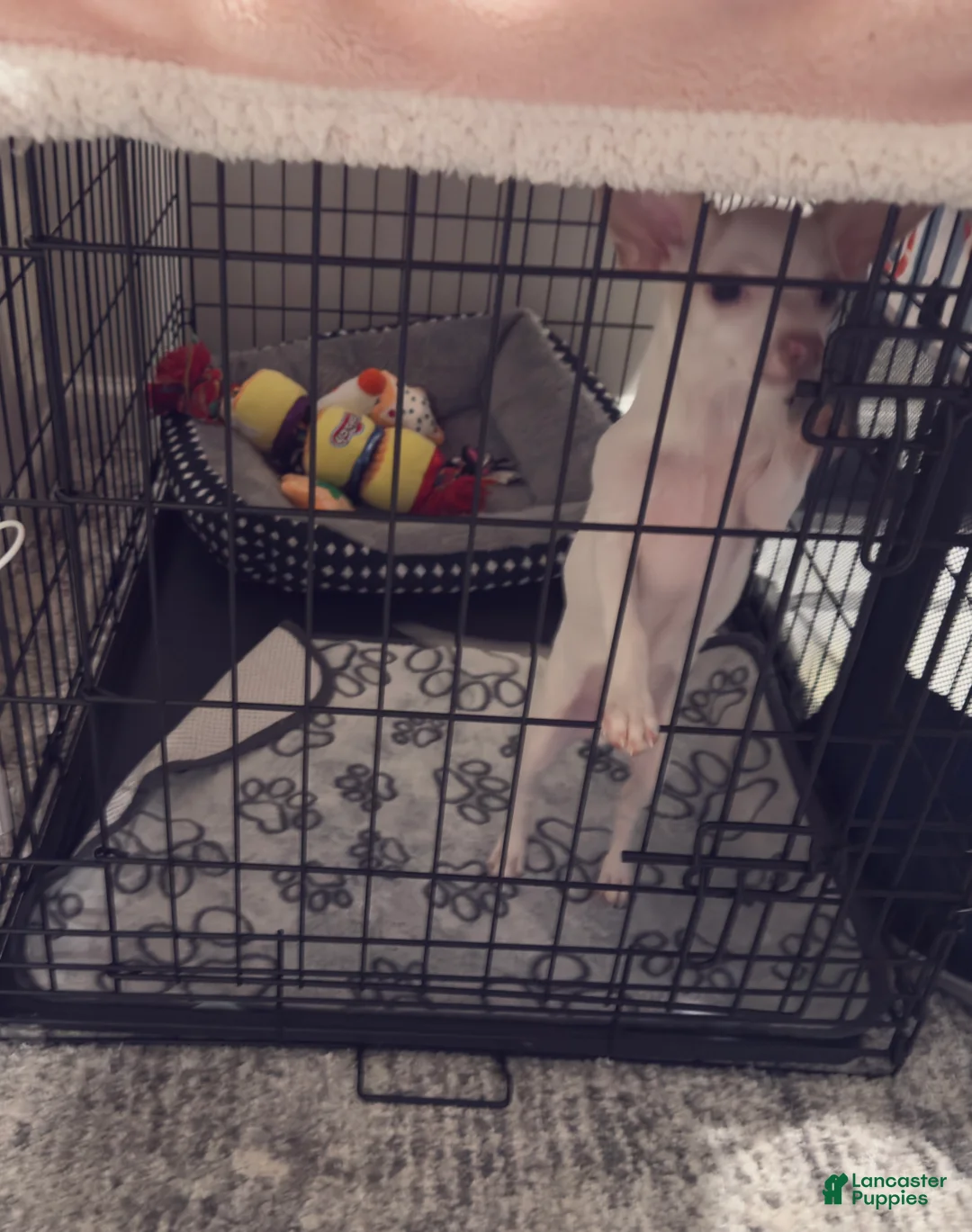 Chihuahua dogs for sale: Chihuahua Puppy 1 - Ad 2