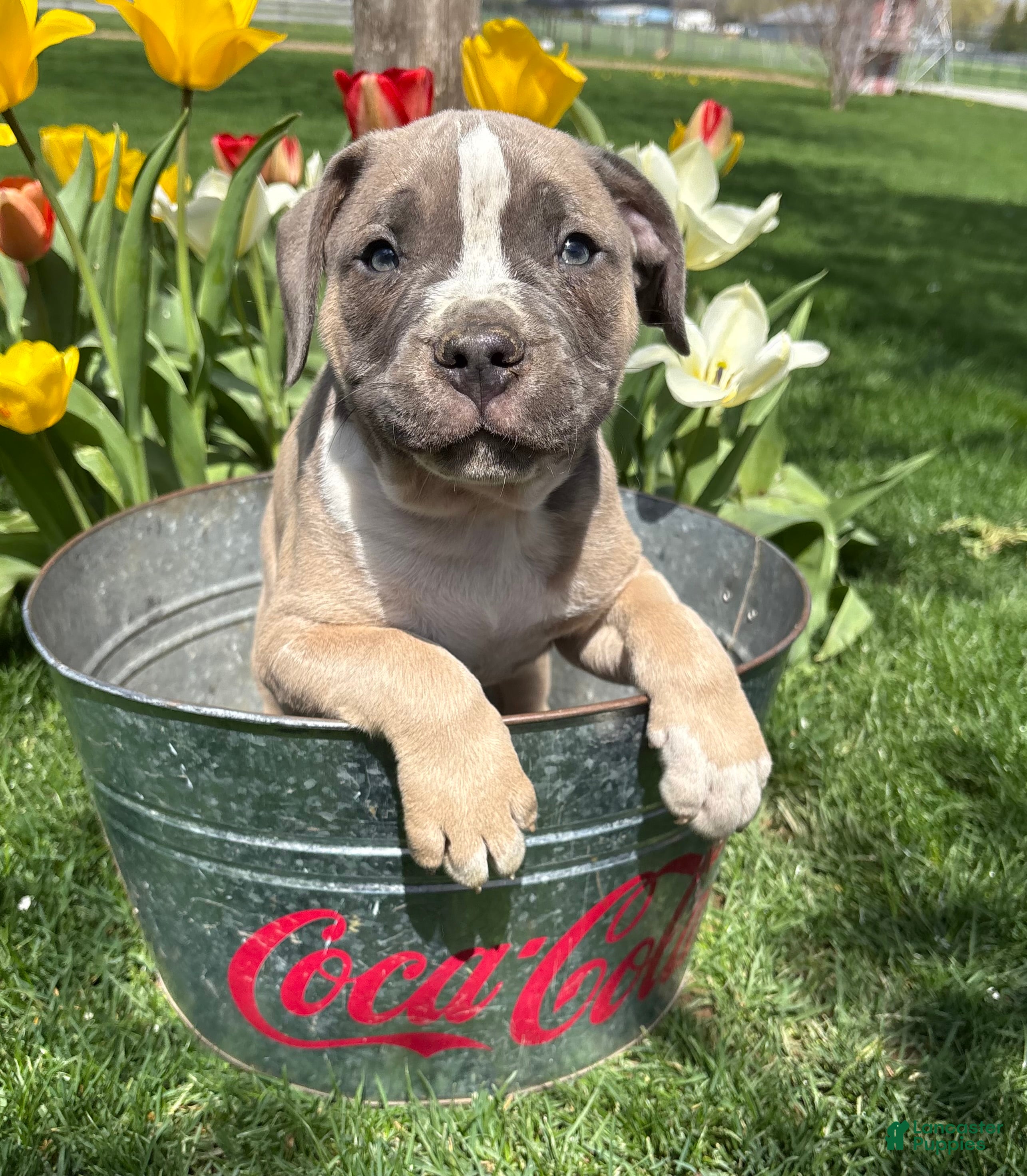 Mixed Breed dogs Sullivan - Ad 2