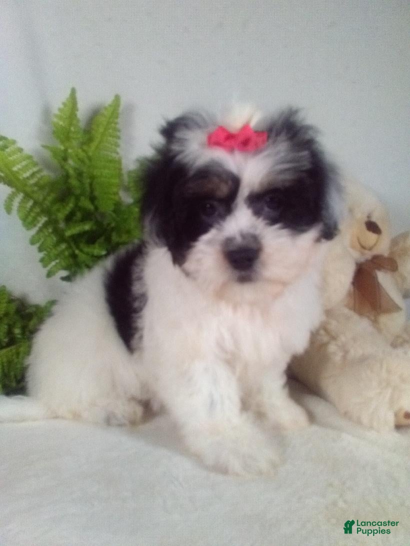 Teddy Bear dogs Callie - Ad 2