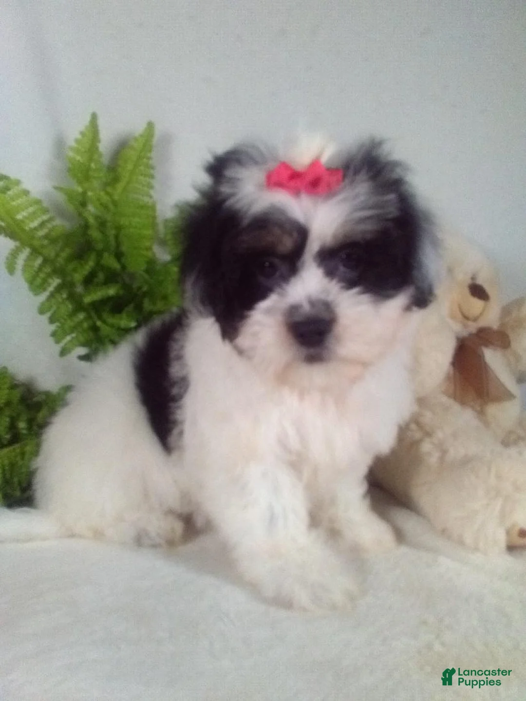 Teddy Bear dogs for sale: Callie - Ad 2