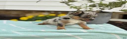 Chihuahua dogs for sale: Koda - Ad 18