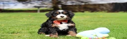 Mini Bernedoodle dogs for sale: Tulsi - Ad 8