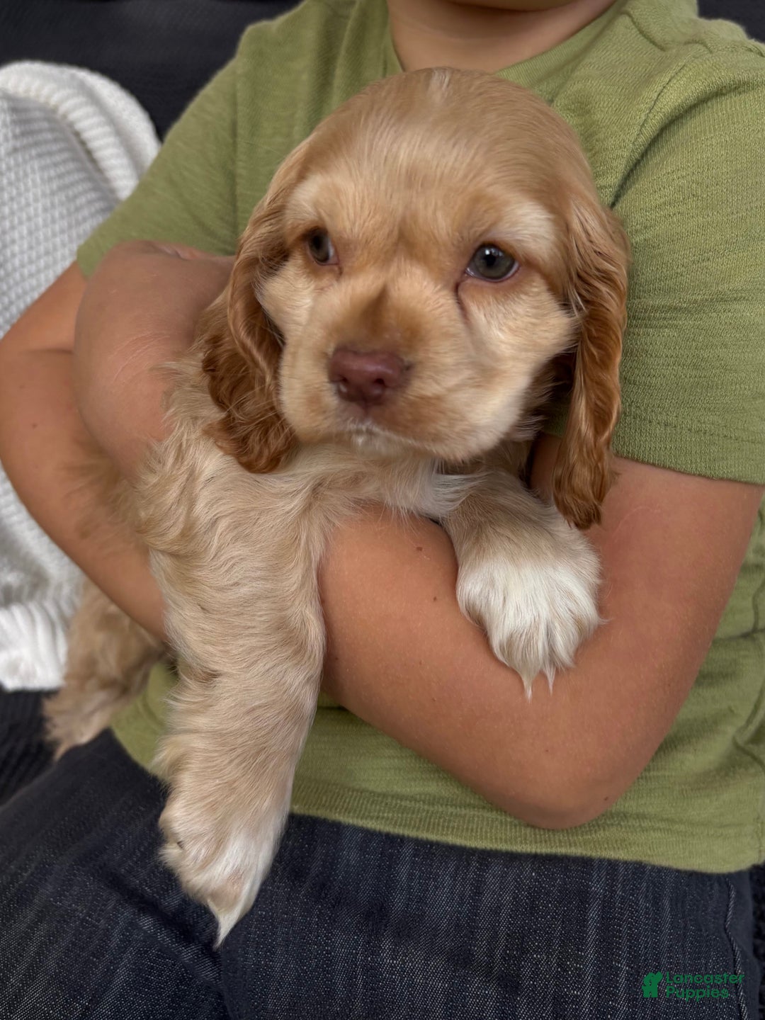 Cocker Spaniel dogs for sale: AKC Hunter - Ad 1