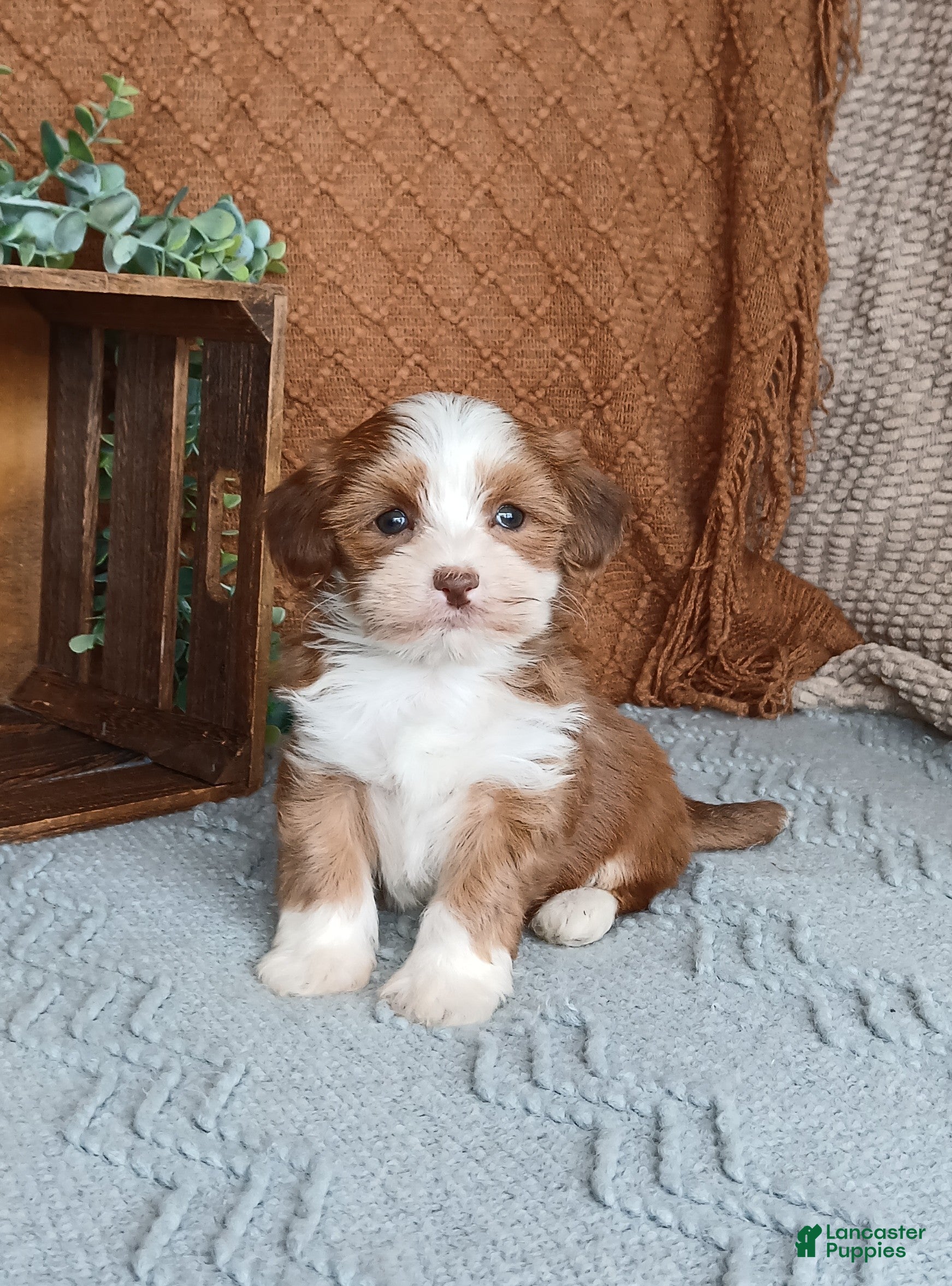 Havanese dogs Jayce  - Ad 9