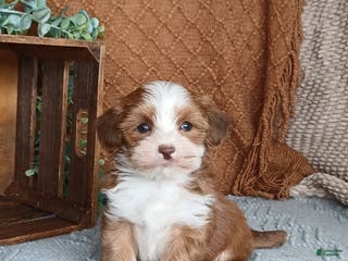 Havanese dogs Jayce - Ad 9