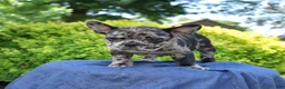 French Bulldog dogs for sale: Breeze - Ad 4
