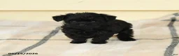 Yorkiepoo dogs for sale: Celine - Ad 3