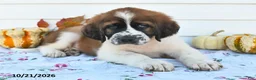 Saint Bernard dogs for sale: Duchess - Ad 3