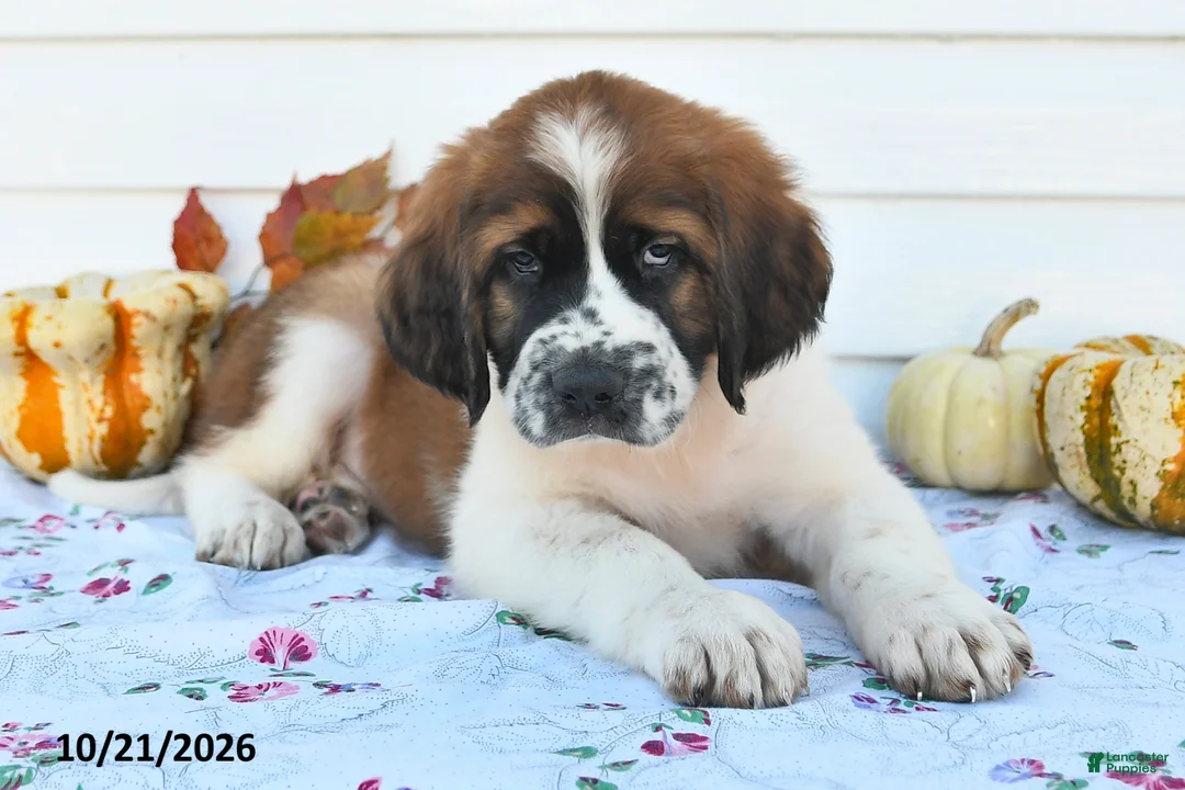 Saint Bernard dogs for sale: Duchess - Ad 3