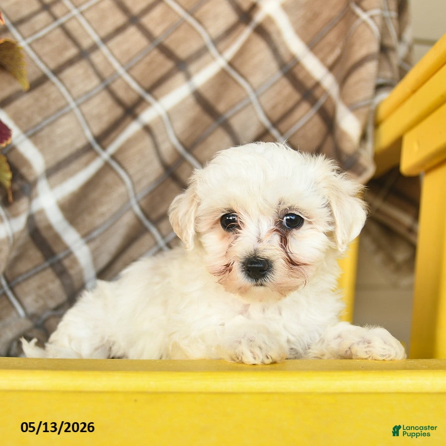 Maltipoo dogs Sky    - Ad 1