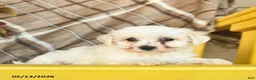 Maltipoo dogs for sale: Sky    - Ad 4