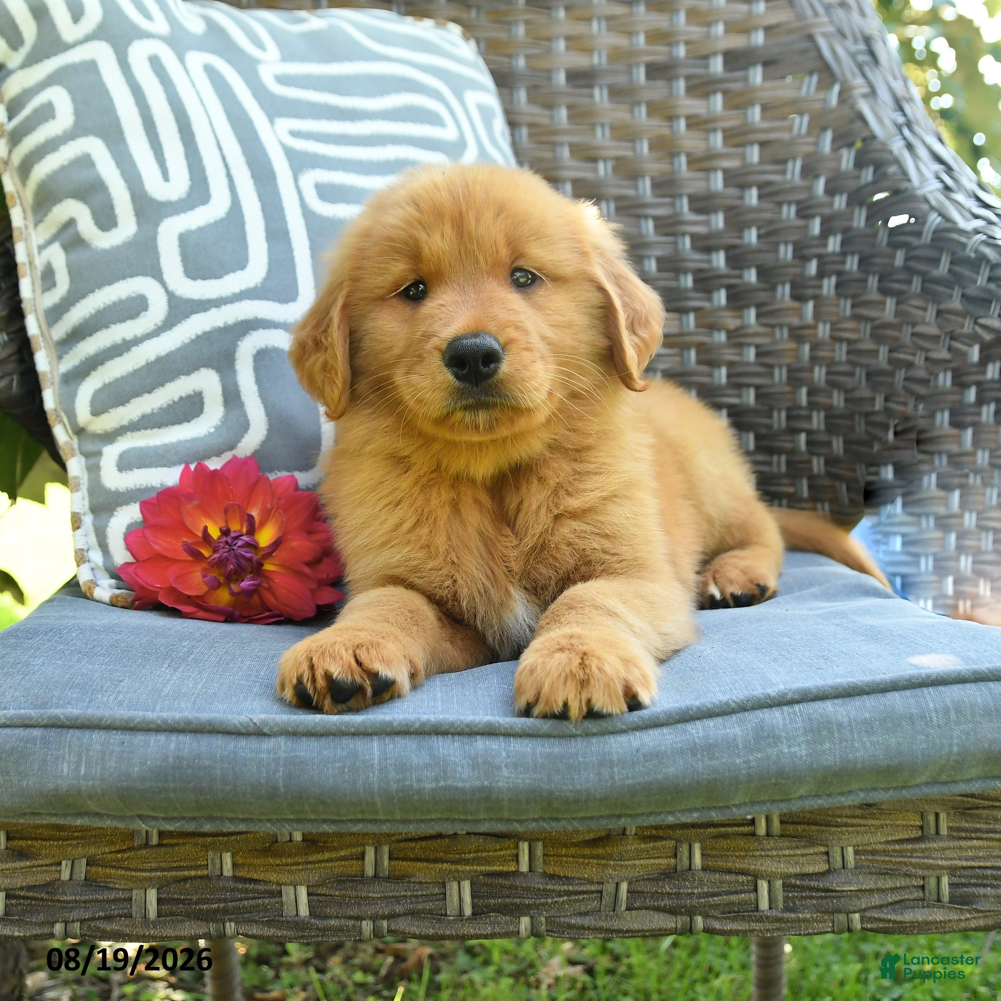 Golden Retriever dogs Mike - Ad 1