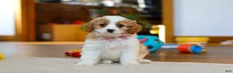 Cavapoo dogs for sale: Nova - Ad 3