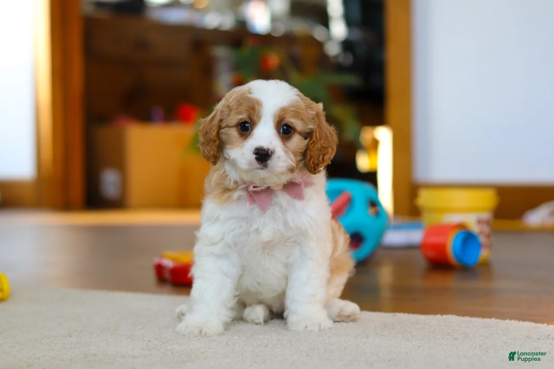 Cavapoo dogs for sale: Nova - Ad 3