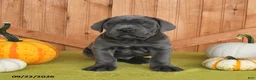 Cane Corso dogs for sale: Captin - Ad 3